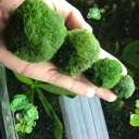 鱼缸水草植物活体生态瓶海藻球水族箱造景装饰 绿藻球藻批发2-7cm