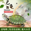 炫彩小乌龟巴西龟网红七彩乌龟活体观赏龟宠物龟彩色乌龟厂家批发