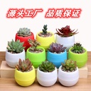 Succulent plant small flower pot mini stone ball flower pot rainbow pot pp resin plastic lazy pot factory direct sale