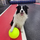 7/8.5/9.5 inch tennis pet toy inflatable training rubber ball elastic ten times happy Koji golden hair
