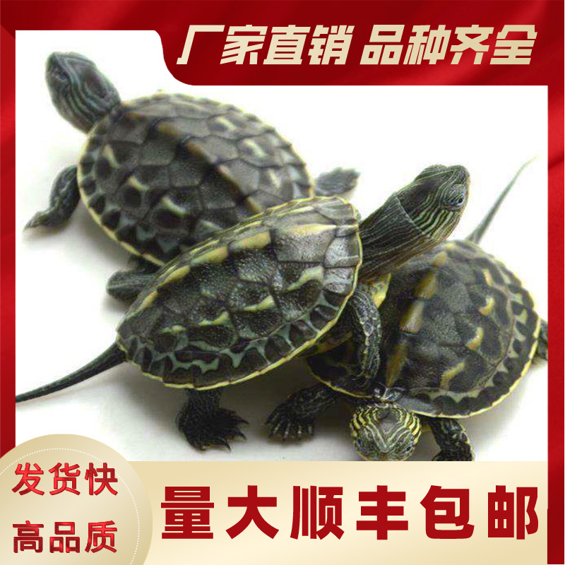 台湾草龟花龟苗绿线草龟珍珠龟花龟公宠物七彩小乌龟活体石龟批发