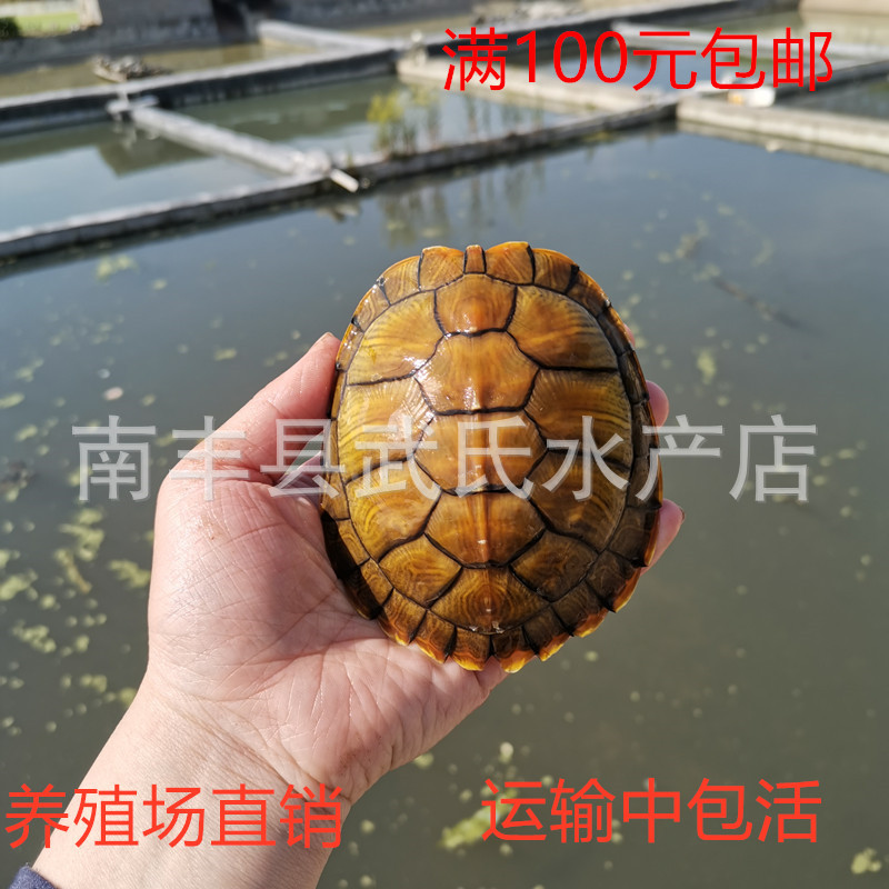 3-18cm size Brazilian tortoise live Brazilian seedling ornamental tortoise pet turtle live red-eared Brazilian tortoise