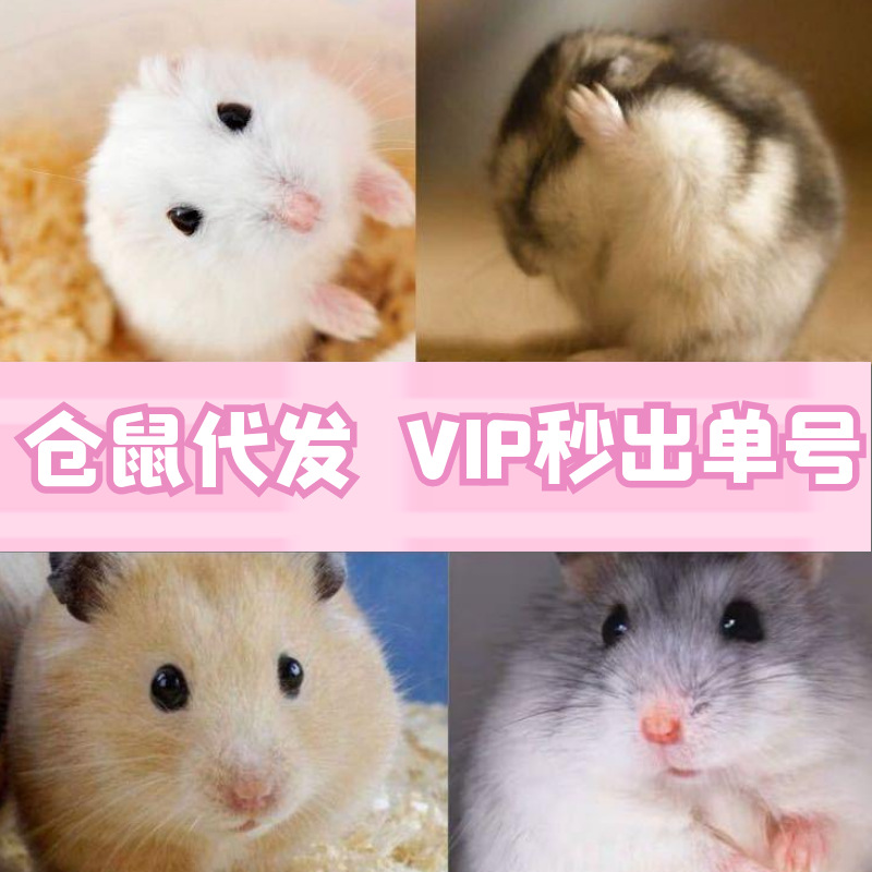 Double Warehouse Delivery small hamster three-line pudding zicang silver fox living material Golden Bear rare long-haired bear transport Farm