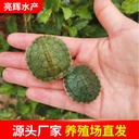 情侣乌龟活物红耳巴西龟活体宠物龟长寿观赏龟绿色小彩龟乌龟活物